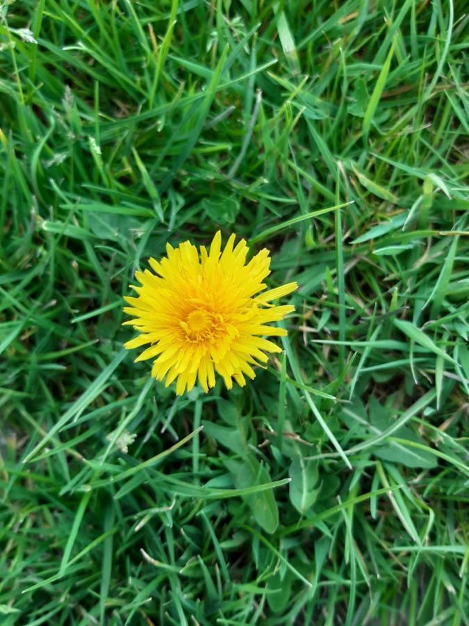 Le Cezembre Gite La Taniere Moidrey Exteriör bild